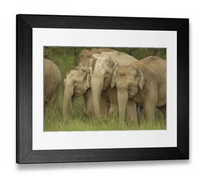 Framed Print : Asia, India Framed Print : Asia, India