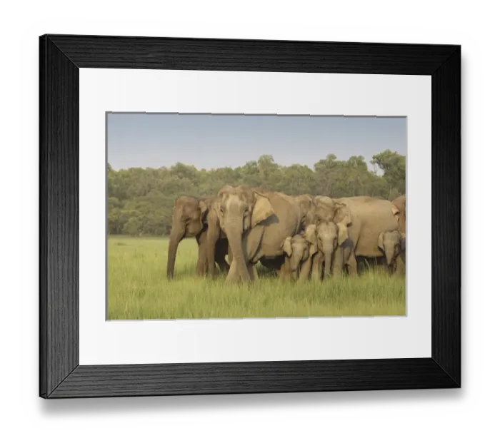 Framed Print : Asia, India Framed Print : Asia, India
