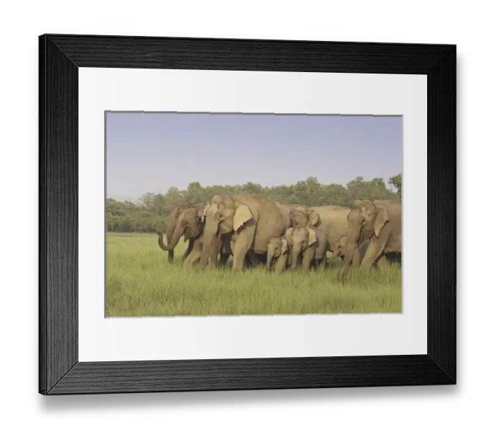 Framed Print : Asia, India Framed Print : Asia, India
