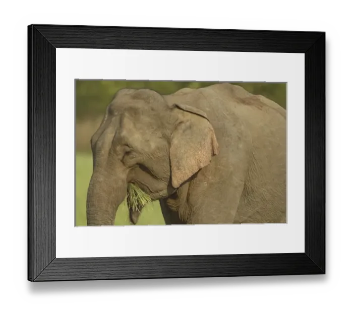 Framed Print : Asia, India