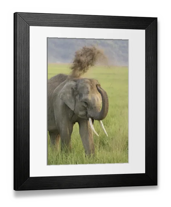 Framed Print : Asia, India Framed Print : Asia, India