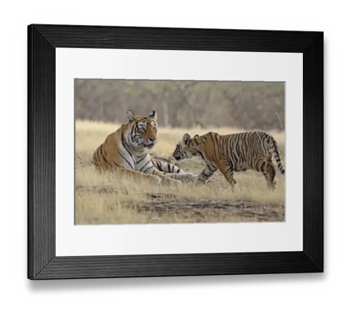 Framed Print : Asia, India