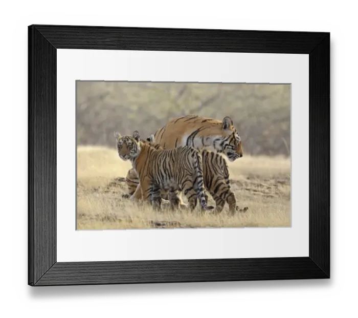 Framed Print : Asia, India