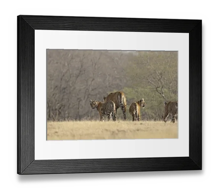 Framed Print : Asia, India