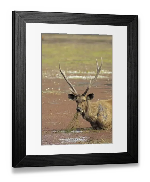 Framed Print : Asia, India