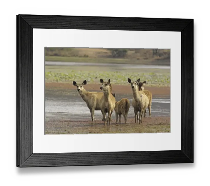Framed Print : Asia, India Framed Print : Asia, India