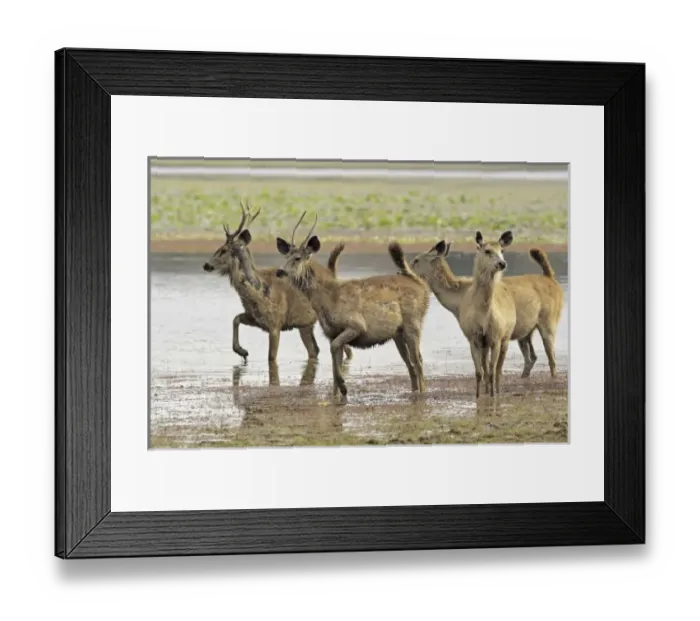 Framed Print : Asia, India Framed Print : Asia, India