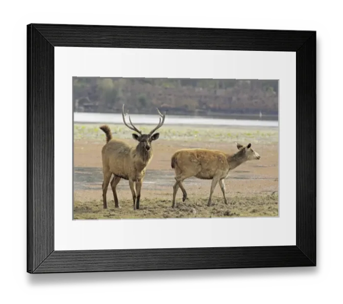 Framed Print : Asia, India