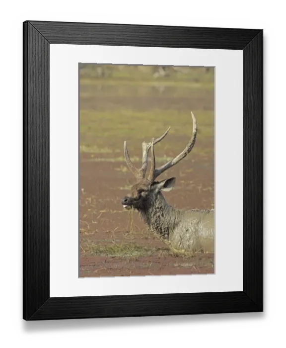 Framed Print : Asia, India