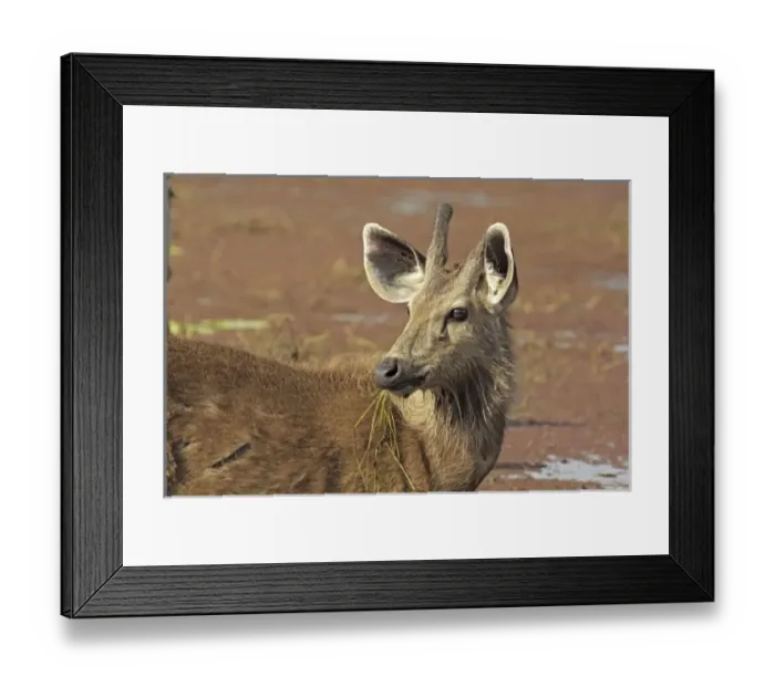 Framed Print : Young Sambar stag, Ranthambhor National Park, India Framed Print : Young Sambar stag, Ranthambhor National Park, India