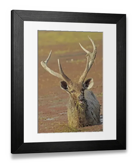 Framed Print : Sambar deer feeding in the lake, Ranthambhor National Park, India Framed Print : Sambar deer feeding in the lake, Ranthambhor National Park, India