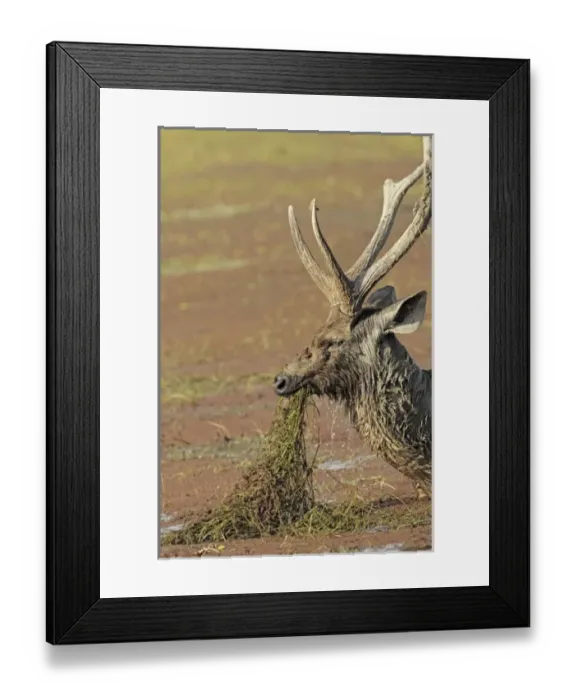 Framed Print : Asia, India