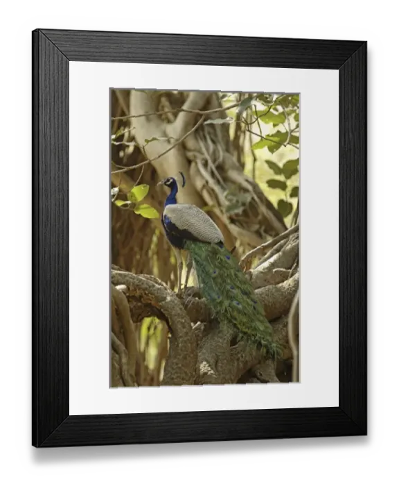 Framed Print : Asia, India