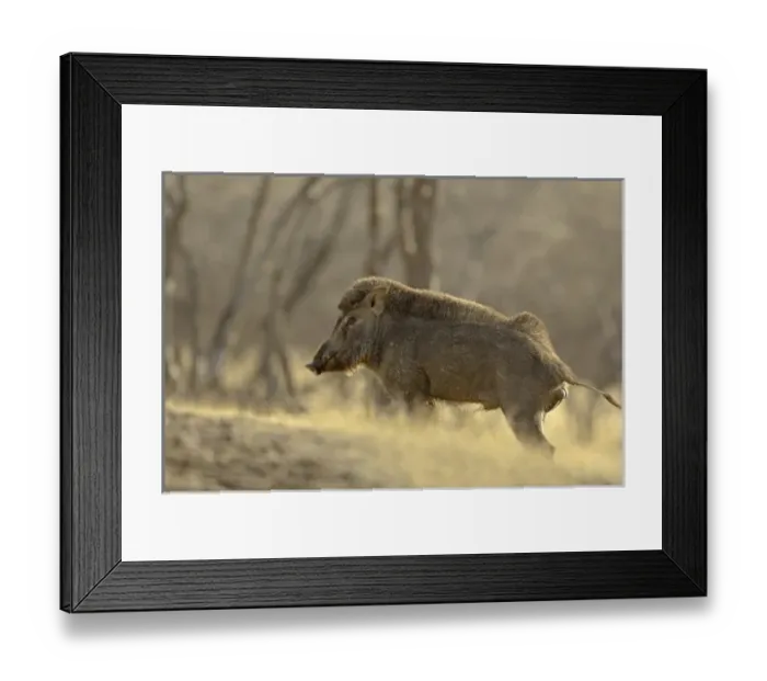 Framed Print : Asia, India