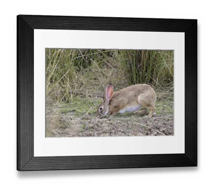 Framed Print : Asia, India Framed Print : Asia, India