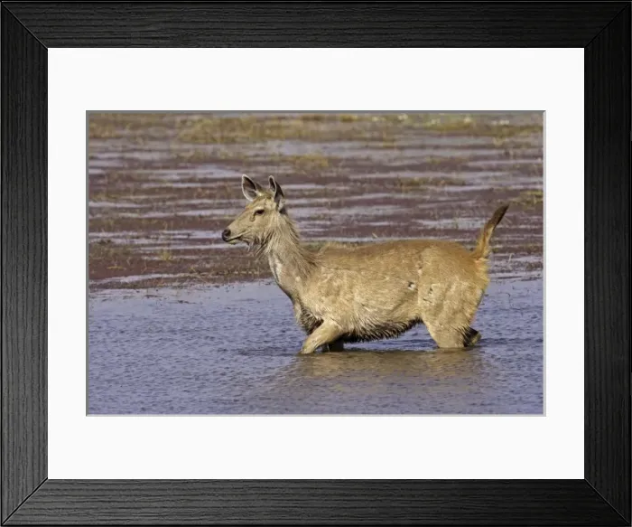 Framed Print : Asia, India Framed Print : Asia, India