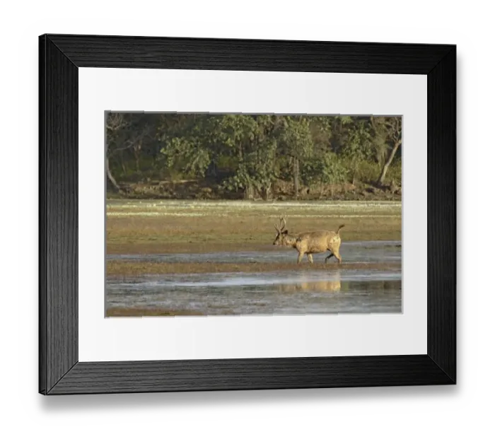 Framed Print : Asia, India
