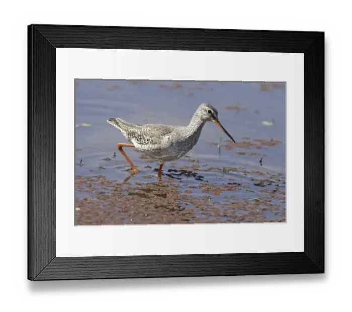 Framed Print : Redshank,. Ranthambhor National Park, India Framed Print : Redshank,. Ranthambhor National Park, India