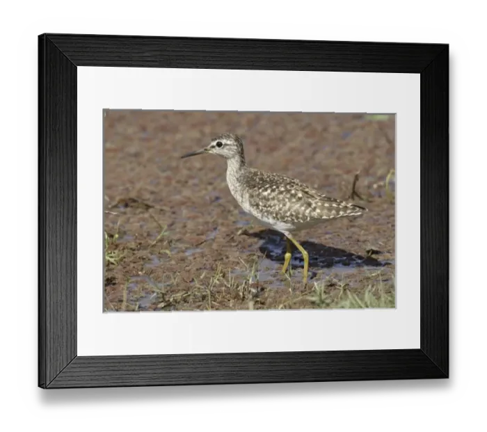 Framed Print : Green Sandpiper, Ranthambhor National Park, India Framed Print : Green Sandpiper, Ranthambhor National Park, India