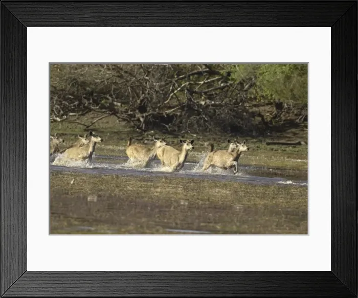 Framed Print : Asia, India Framed Print : Asia, India