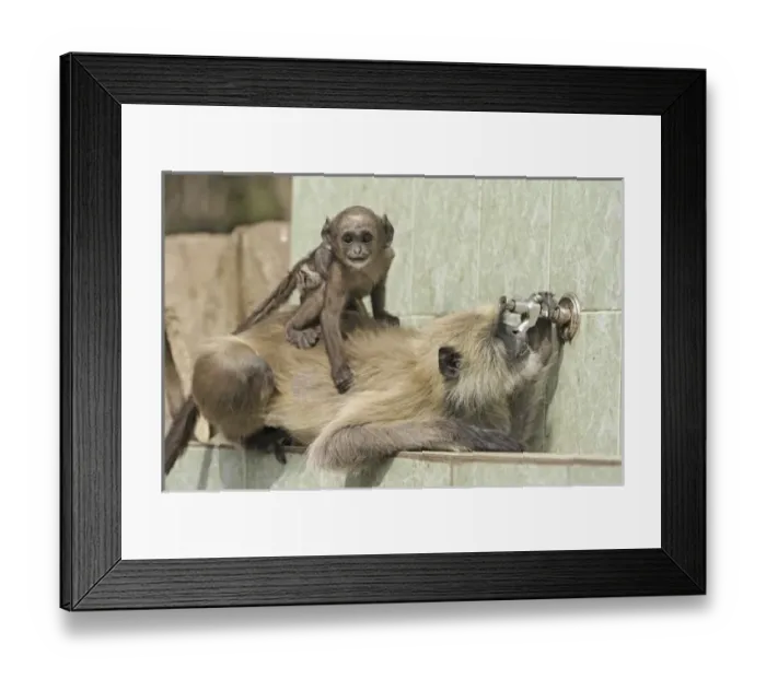 Framed Print : Asia, India
