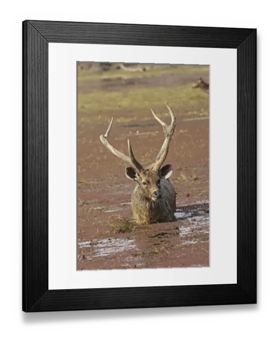 Framed Print : Sambar stag in the lake, Ranthambhor National Park, India Framed Print : Sambar stag in the lake, Ranthambhor National Park, India