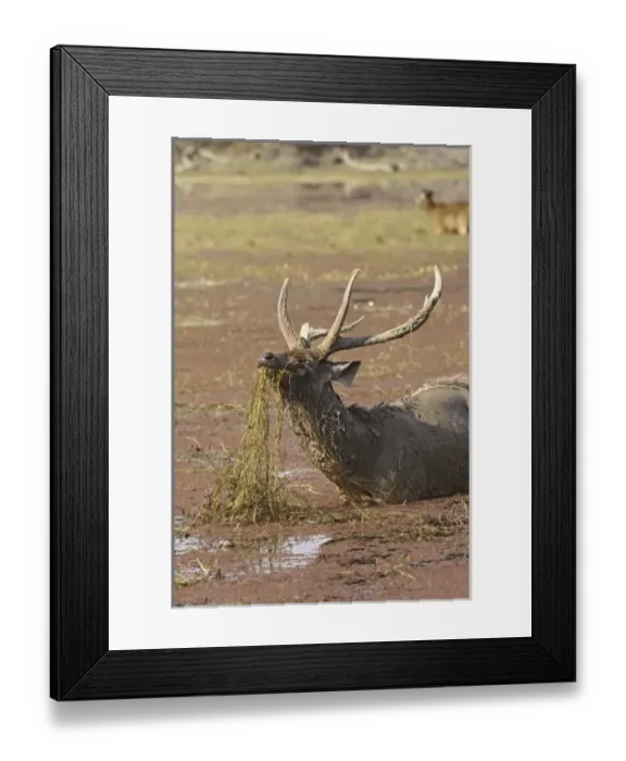 Framed Print : Asia, India Framed Print : Asia, India