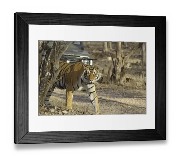 Framed Print : Asia, India Framed Print : Asia, India