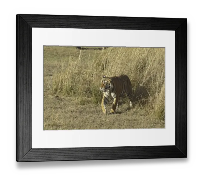 Framed Print : Asia, India Framed Print : Asia, India