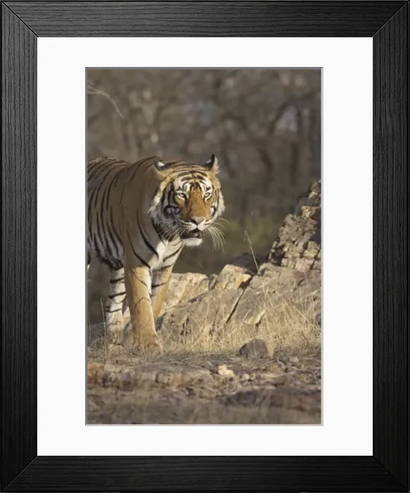 Framed Print : Asia, India Framed Print : Asia, India