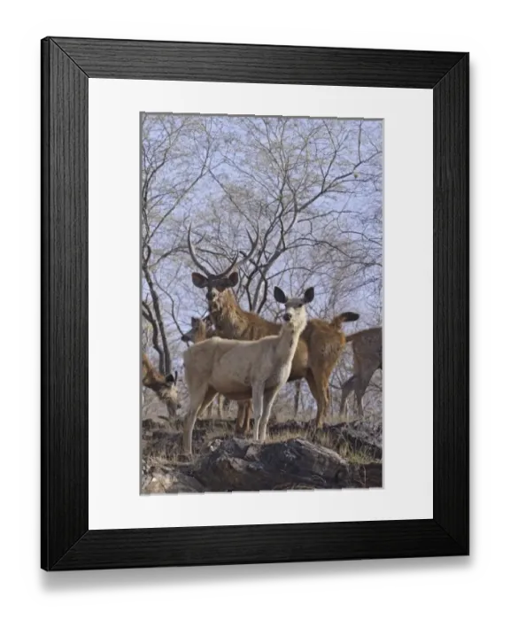 Framed Print : Alert Sambars on the hilltop. Ranthambhor National Park, India