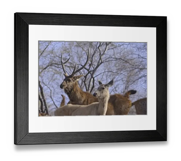 Framed Print : Alert Sambars on the hilltop. Ranthambhor National Park, India Framed Print : Alert Sambars on the hilltop. Ranthambhor National Park, India