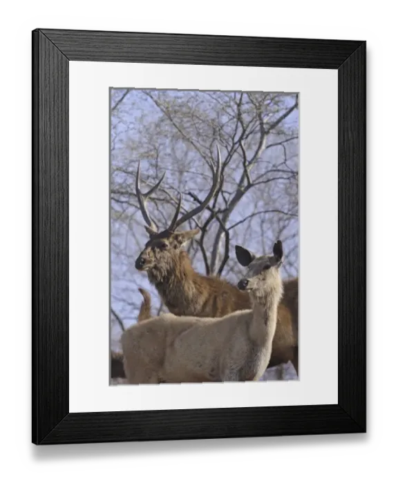 Framed Print : Alert Sambars on the hilltop. Ranthambhor National Park, India Framed Print : Alert Sambars on the hilltop. Ranthambhor National Park, India