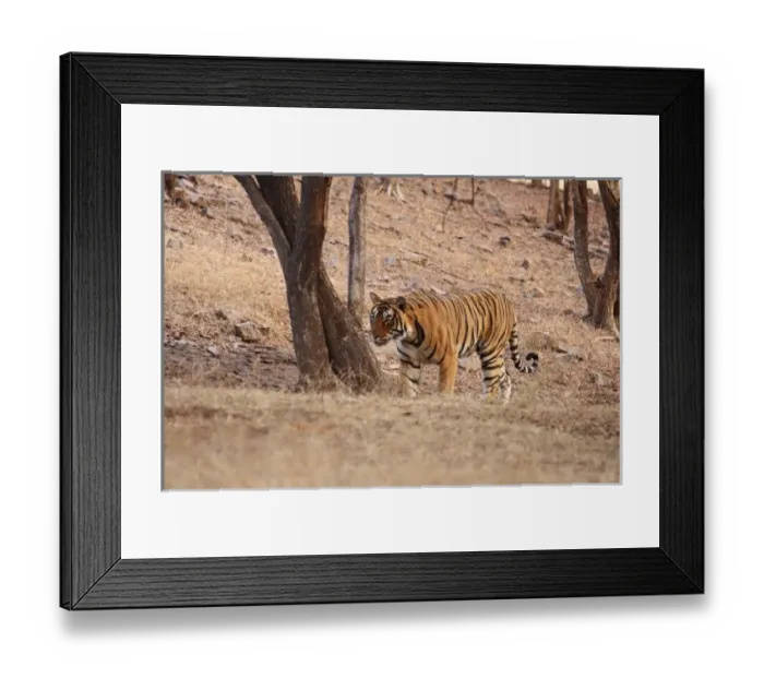 Framed Print : Asia, India Framed Print : Asia, India
