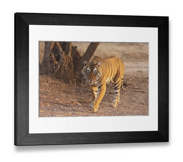 Framed Print : Royal Bengal Tiger on move, Ranthambhor National Park, India Framed Print : Royal Bengal Tiger on move, Ranthambhor National Park, India