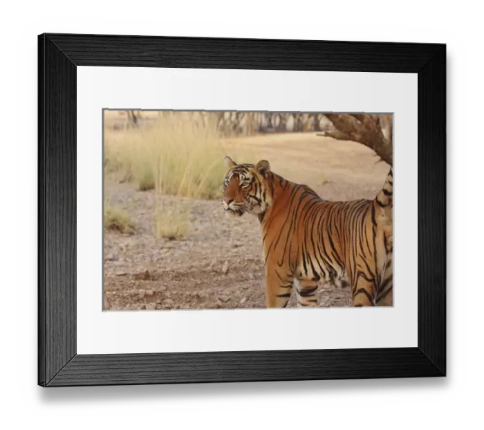 Framed Print : Asia, India Framed Print : Asia, India