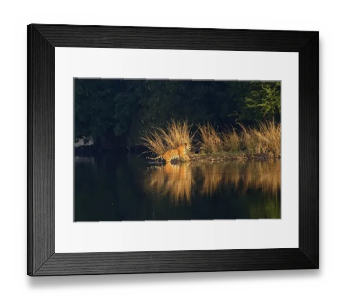 Framed Print : Royal Bengal Tiger in the Lake Rajbagh, Ranthambhor National Park, India Framed Print : Royal Bengal Tiger in the Lake Rajbagh, Ranthambhor National Park, India