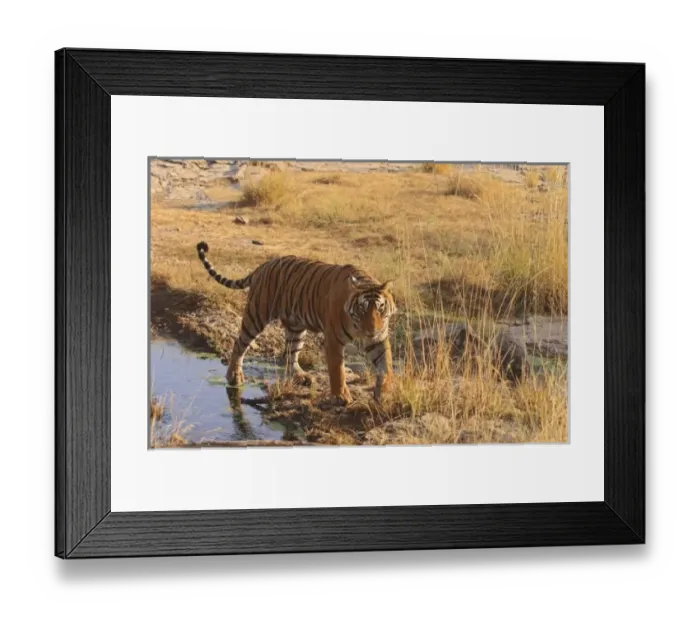Framed Print : Asia, India Framed Print : Asia, India