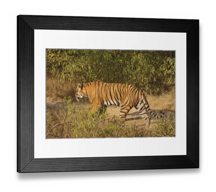 Framed Print : Asia, India Framed Print : Asia, India