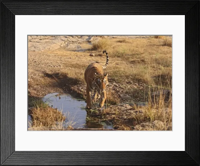 Framed Print : Asia, India Framed Print : Asia, India