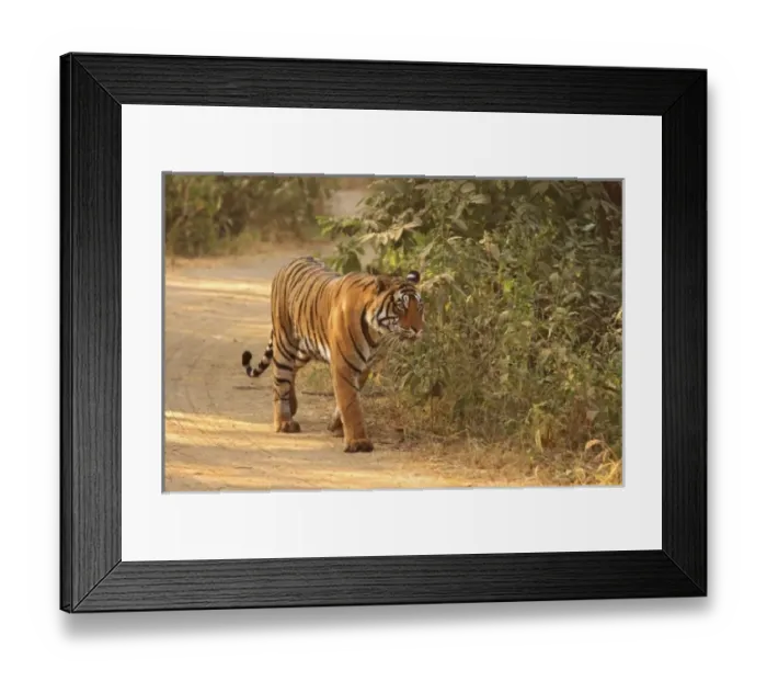 Framed Print : Asia, India Framed Print : Asia, India