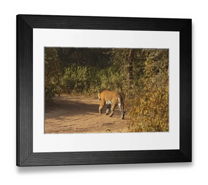 Framed Print : Asia, India Framed Print : Asia, India