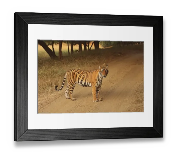 Framed Print : Asia, India Framed Print : Asia, India