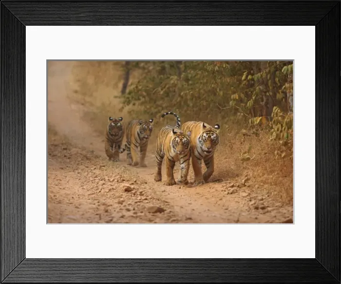 Framed Print : Royal Bengal Tigers on the move, Ranthambhor National Park, India Framed Print : Royal Bengal Tigers on the move, Ranthambhor National Park, India