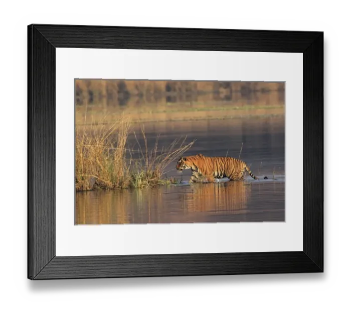 Framed Print : Royal Bengal Tiger coming out of lake Rajbagh, Ranthambhor National Park, India Framed Print : Royal Bengal Tiger coming out of lake Rajbagh, Ranthambhor National Park, India
