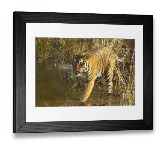 Framed Print : Asia, India Framed Print : Asia, India