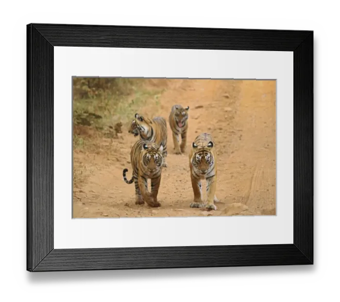 Framed Print : Asia, India