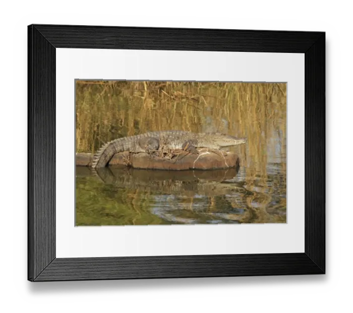 Framed Print : Marsh Crocodile basking under sun, Ranthambhor National Park, India Framed Print : Marsh Crocodile basking under sun, Ranthambhor National Park, India