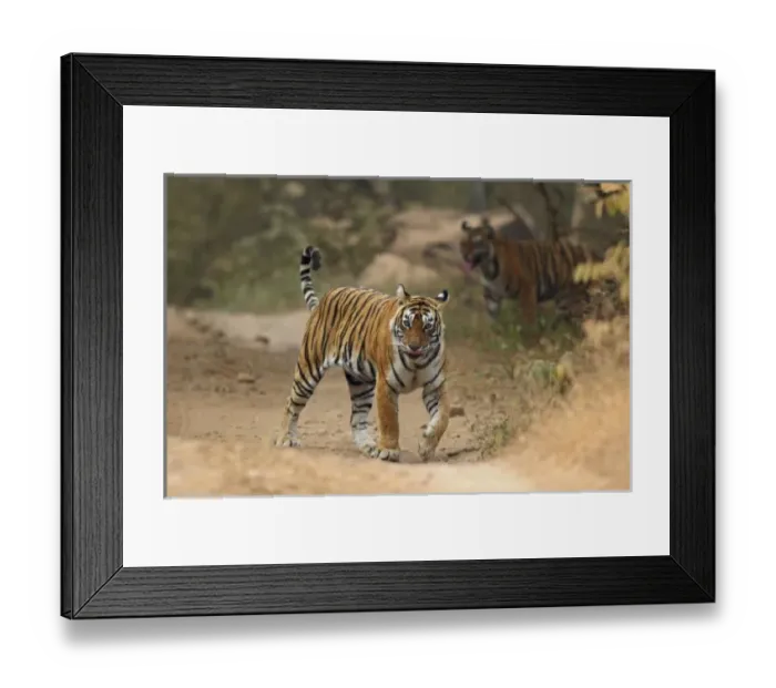 Framed Print : Asia, India Framed Print : Asia, India