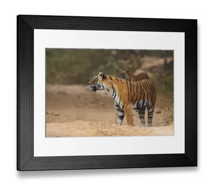 Framed Print : Asia, India Framed Print : Asia, India